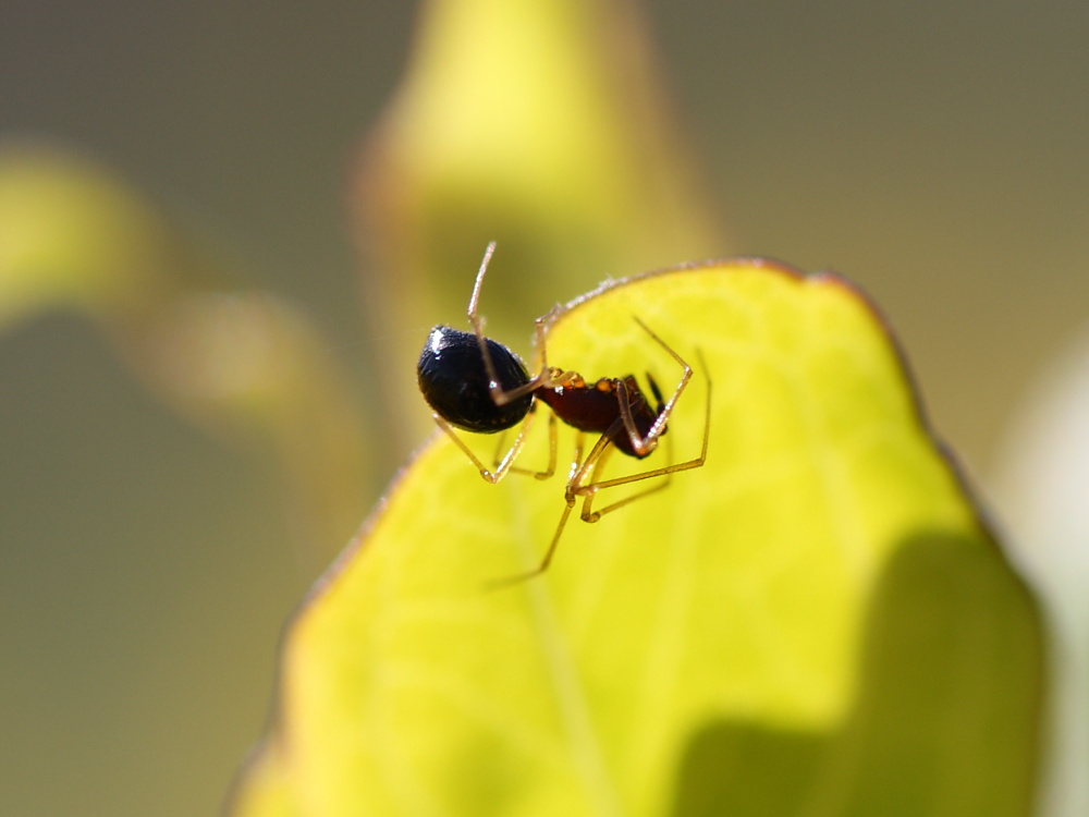 Cresmatoneta mutinensis