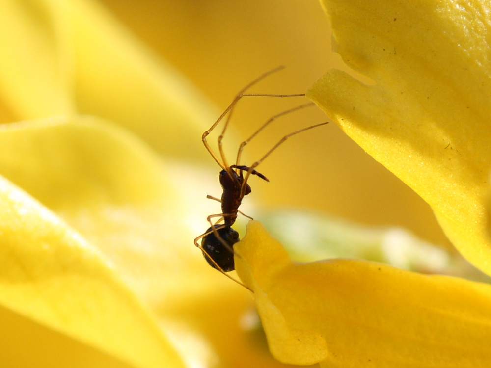 Cresmatoneta mutinensis