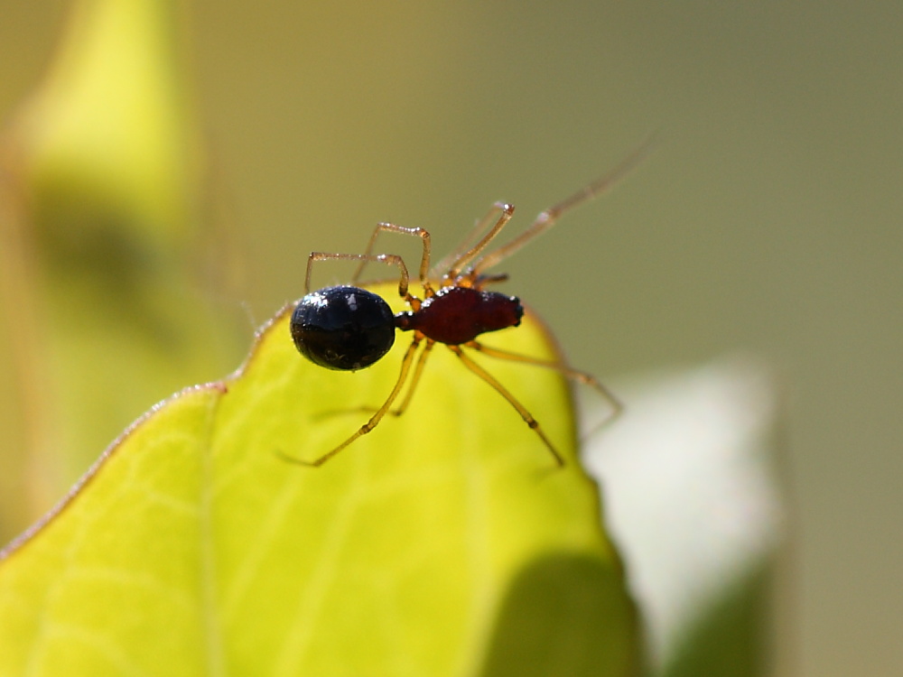 Cresmatoneta mutinensis