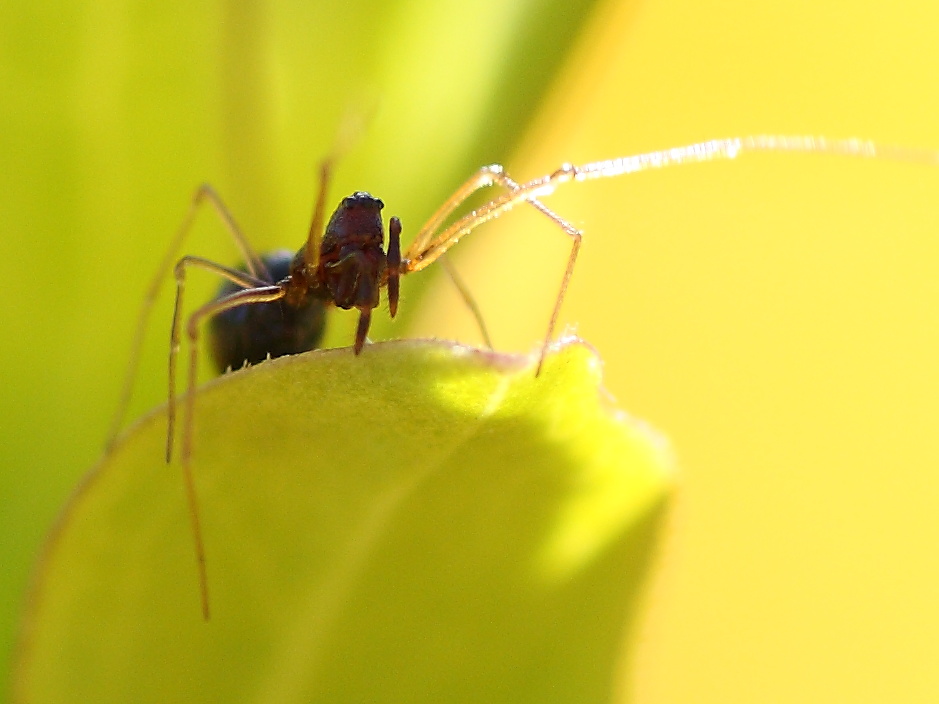 Cresmatoneta mutinensis