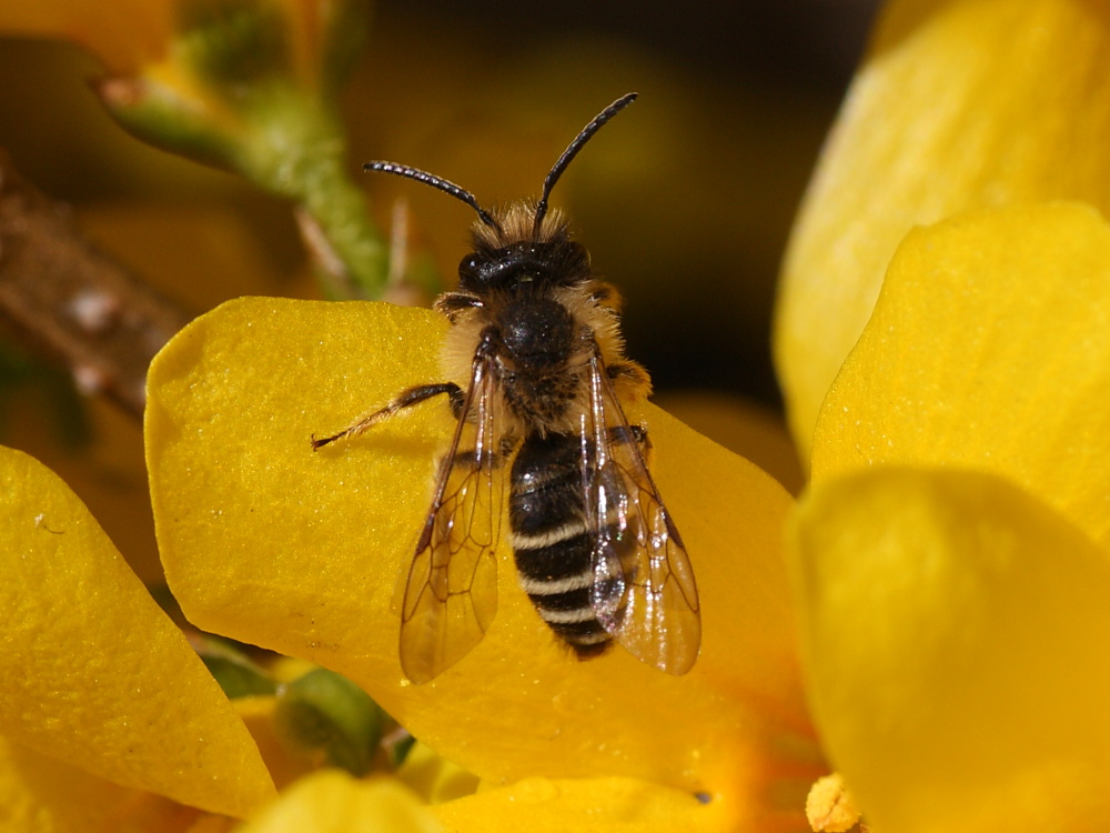 Maschio di Andrena flavipes