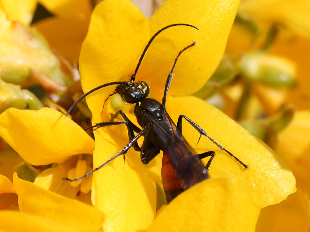 Femmina di Pompilidae, sottofamiglia Pompilinae