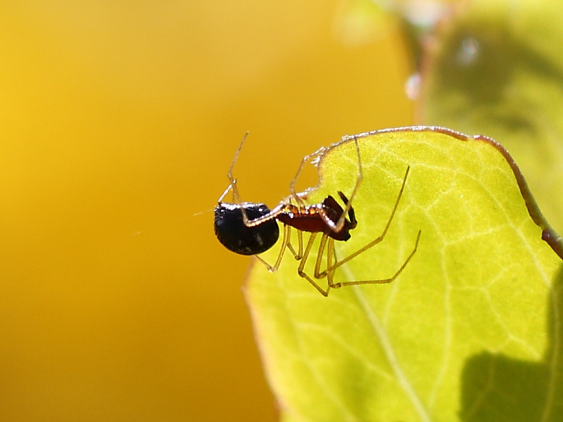 Cresmatoneta mutinensis