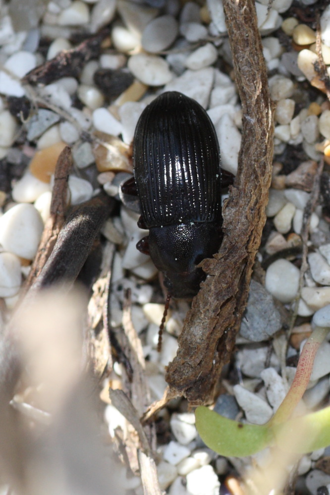 Tenebrionide da identificare: Nalassus... dryadophilus?