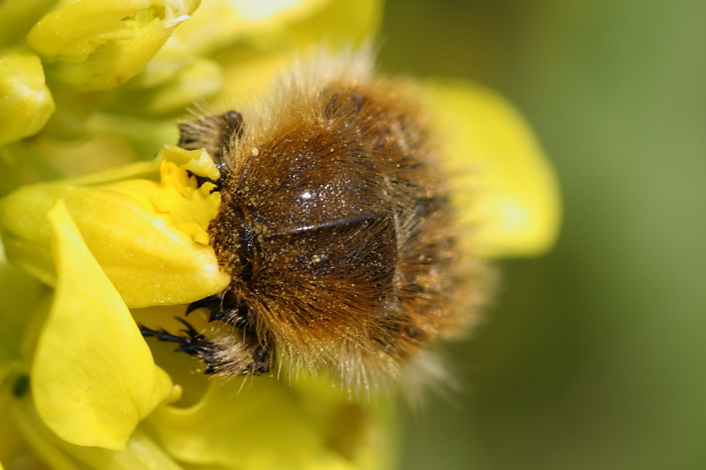 Tropinota hirta ?