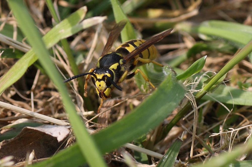 Regina di Vespula germanica
