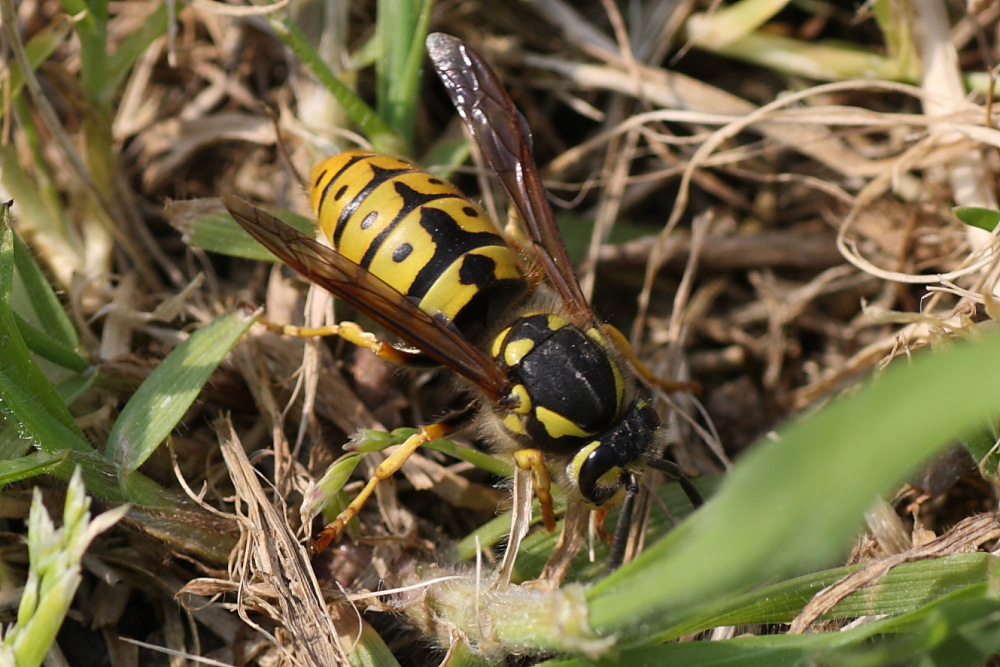 Regina di Vespula germanica