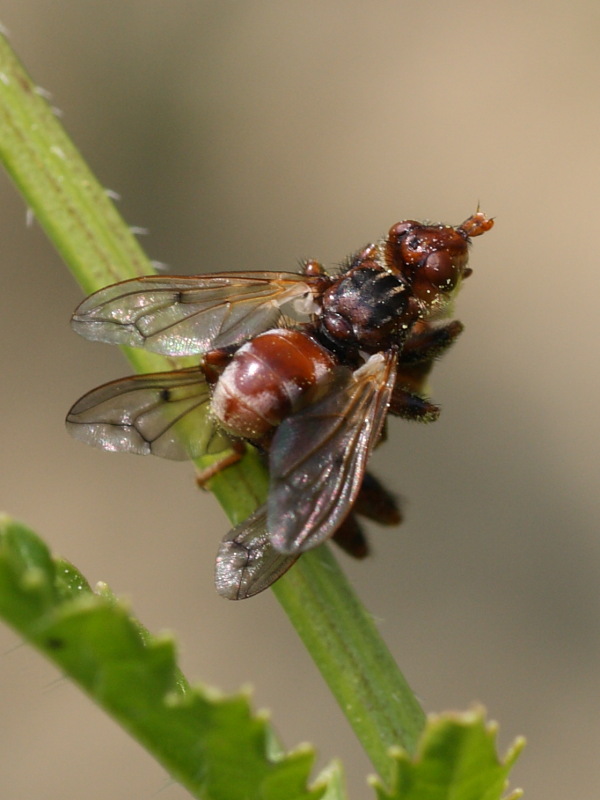 Myopa cf. pellucida M e F.