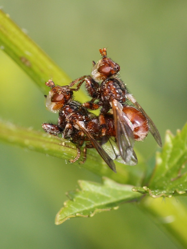 Myopa cf. pellucida M e F.