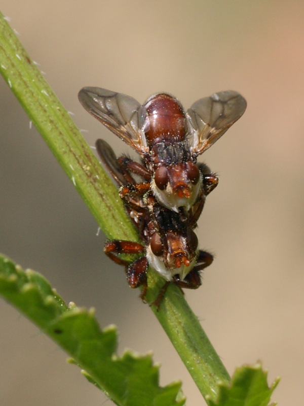 Myopa cf. pellucida M e F.