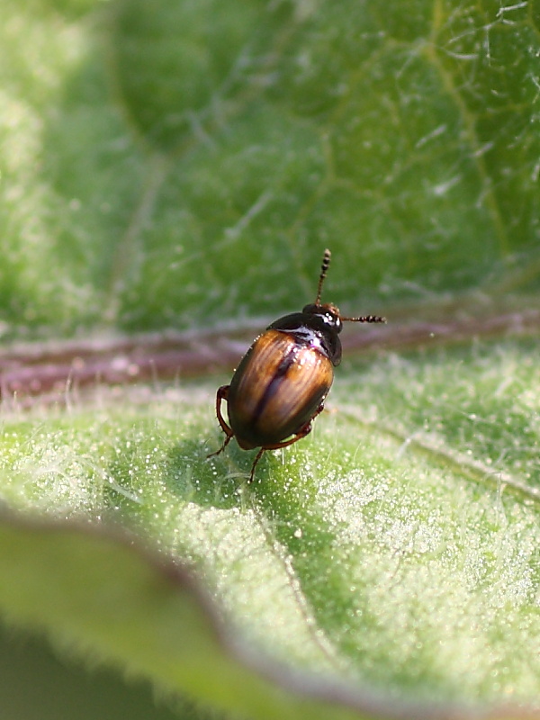 Liodidae? Leiodes rufipennis?