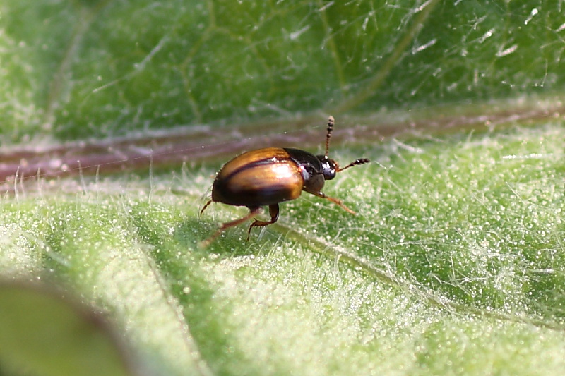 Liodidae? Leiodes rufipennis?