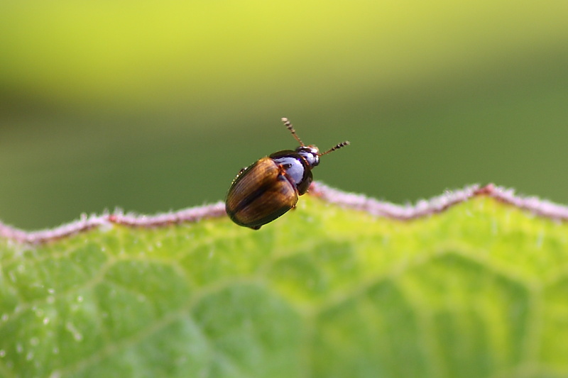 Liodidae? Leiodes rufipennis?