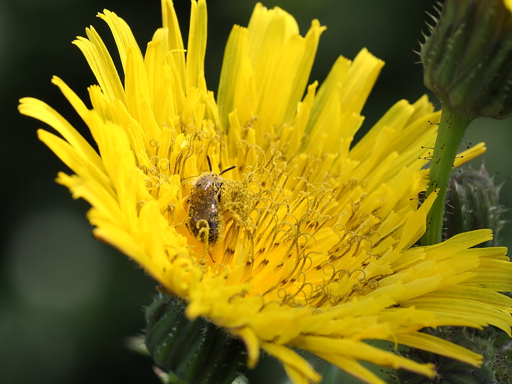 Femmina di Apidae Halictinae: Lasioglossum sp. o Halictus sp.