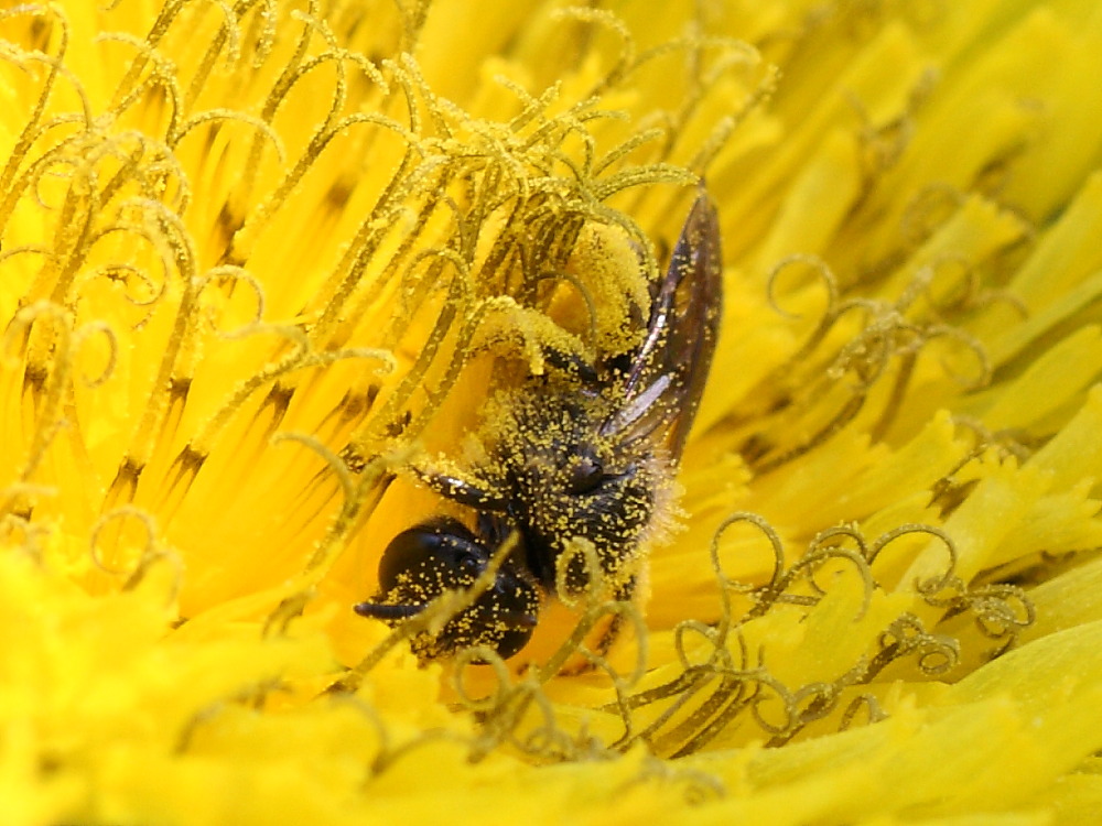 Femmina di Apidae Halictinae: Lasioglossum sp. o Halictus sp.