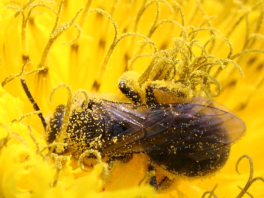 Femmina di Apidae Halictinae: Lasioglossum sp. o Halictus sp.
