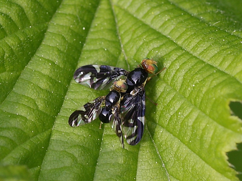 Euleia heraclei  M e F (Tephritidae)