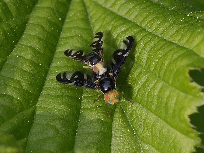 Euleia heraclei  M e F (Tephritidae)