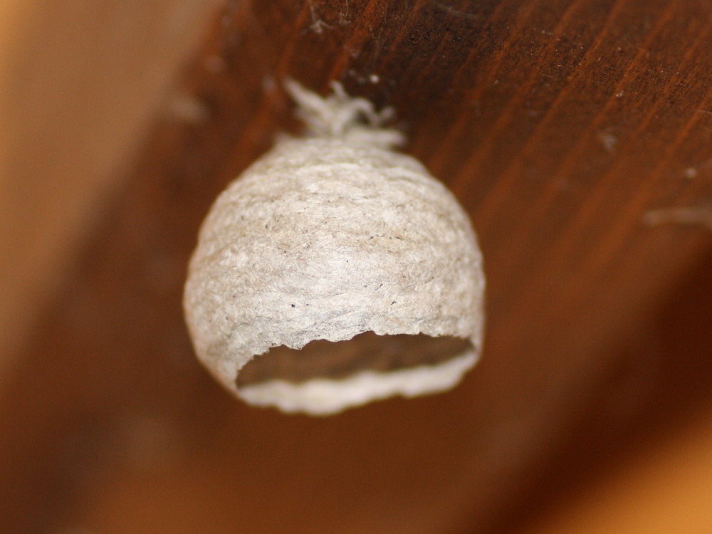 Nido di vespa (forse di dolichovespula)