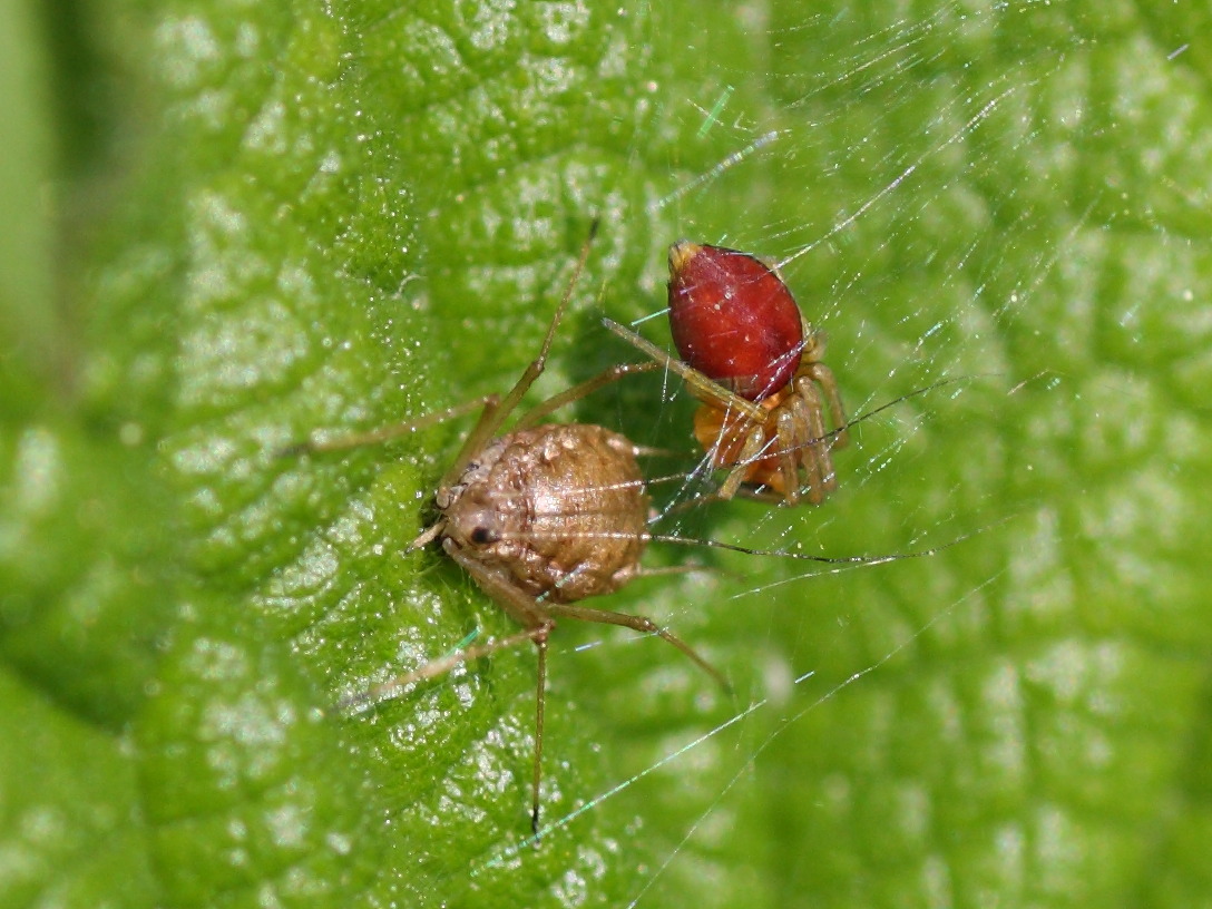 Nigma sp.