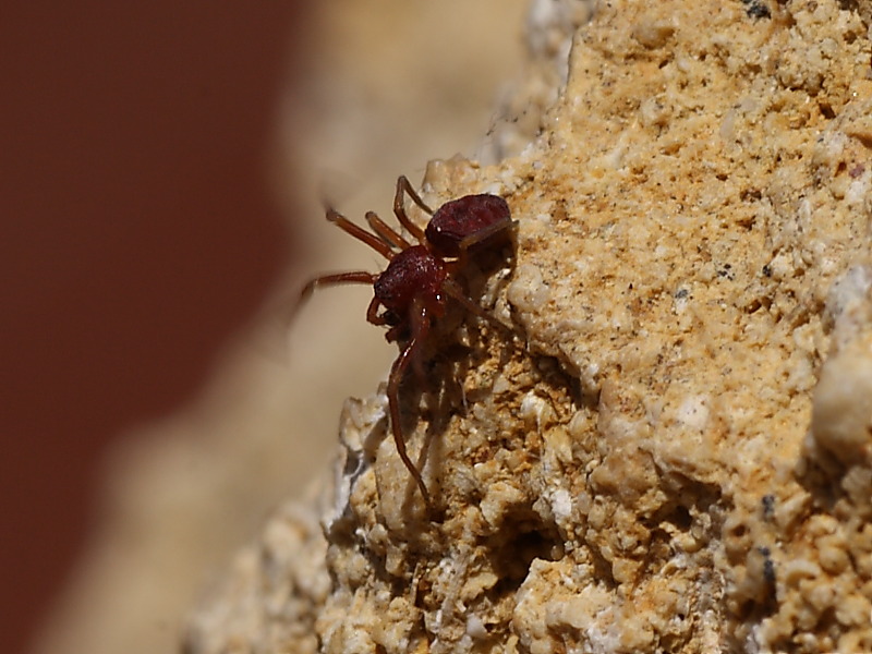 Linyphiidae