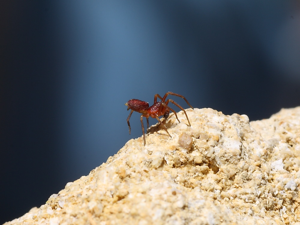Linyphiidae