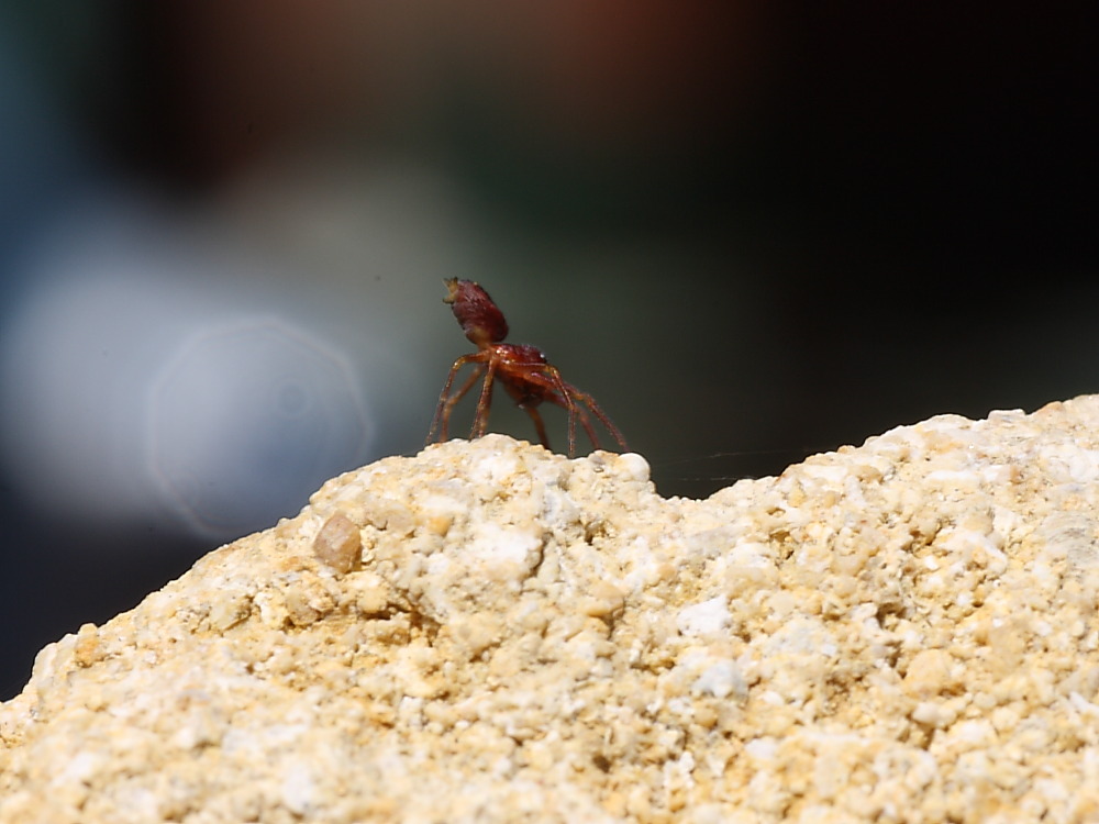 Linyphiidae
