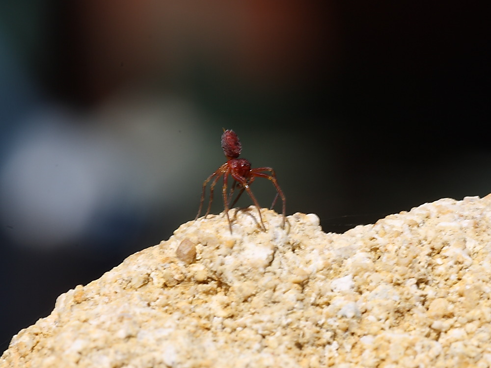 Linyphiidae