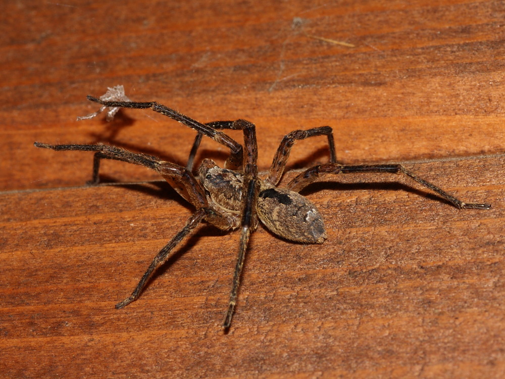 Zoropsis sp.