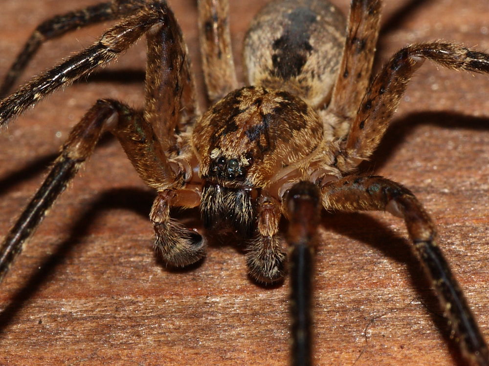 Zoropsis sp.
