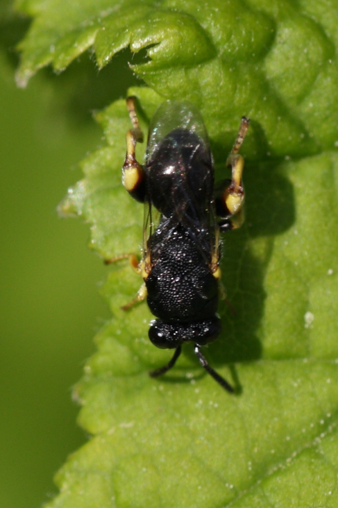 Da identificare: Brachymeria cf. tibialis