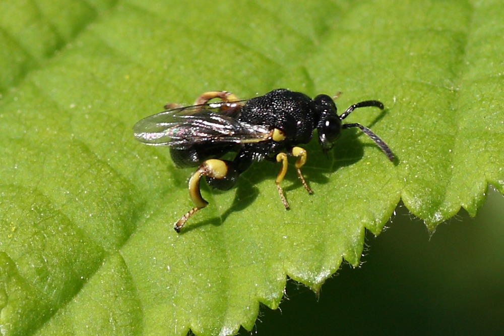 Da identificare: Brachymeria cf. tibialis