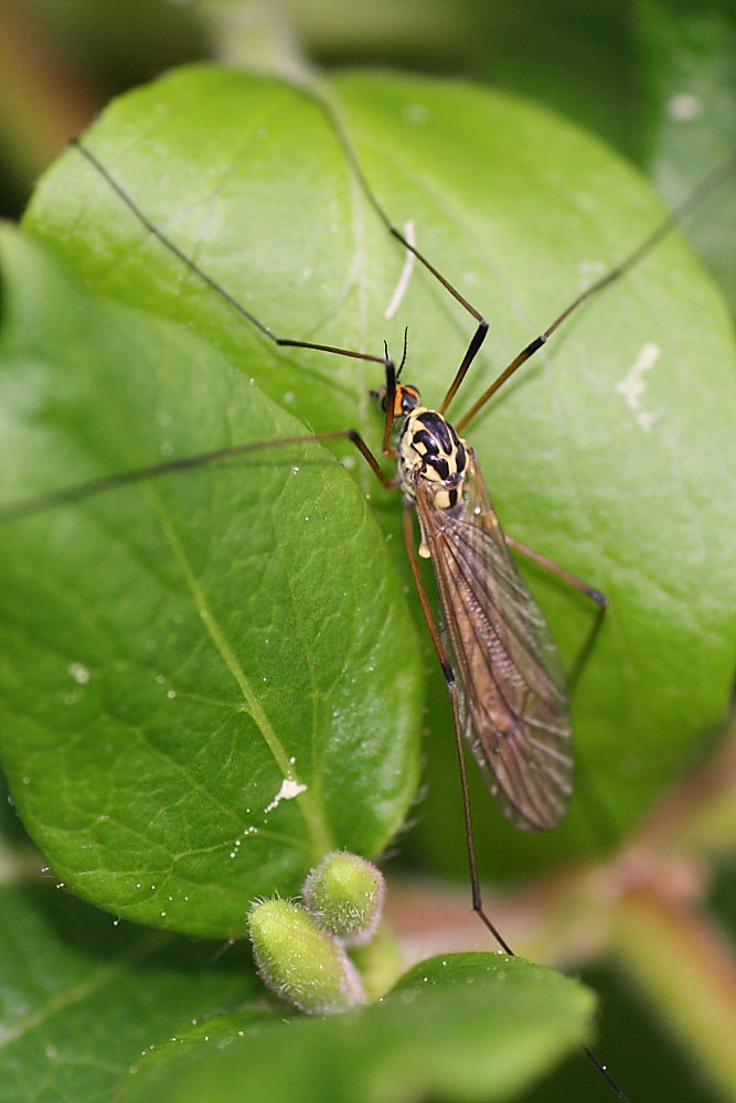 Nephrotoma appendiculata ?