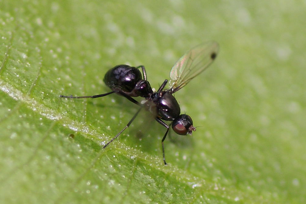 Sepsis sp. (Sepsidae)