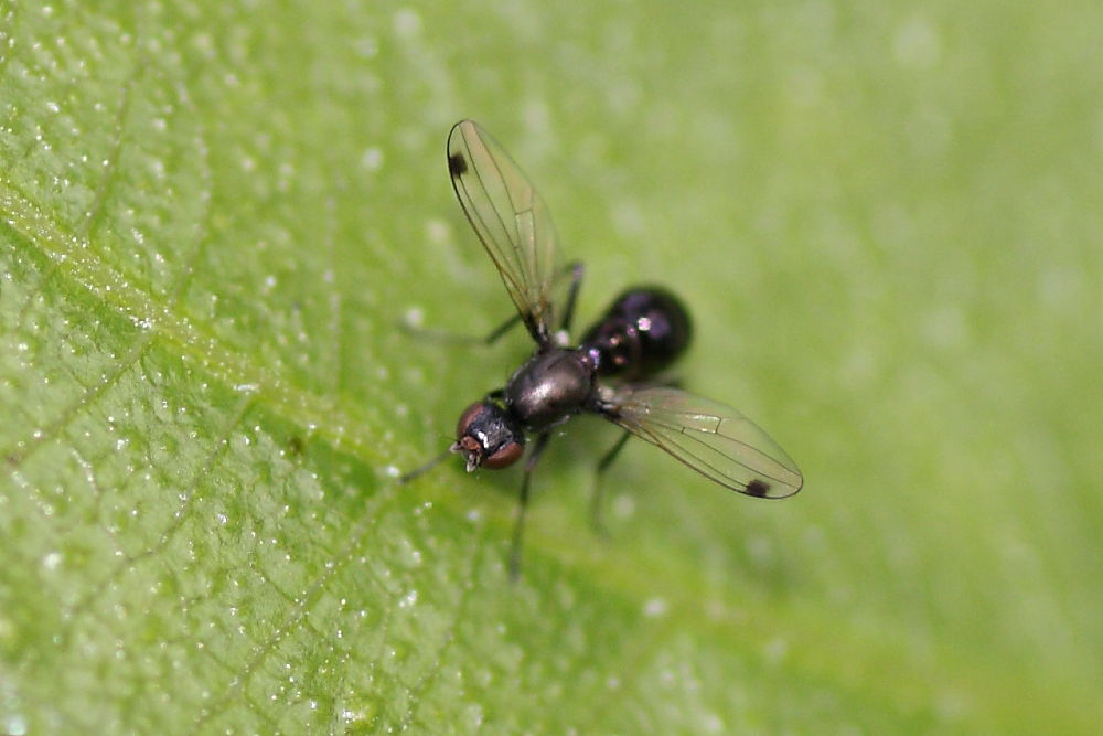 Sepsis sp. (Sepsidae)