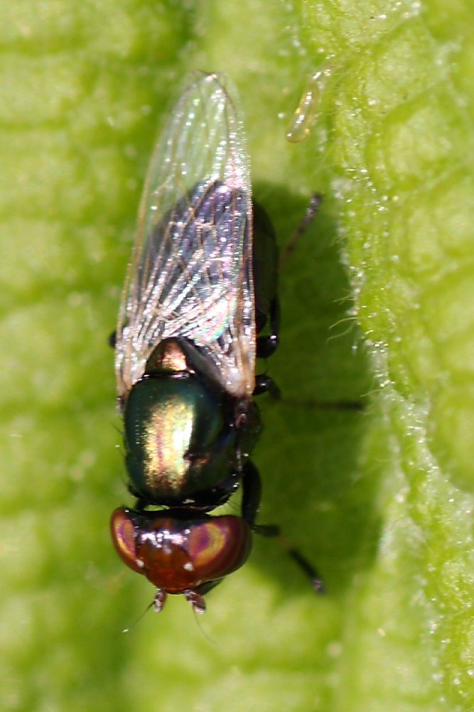 Physiphora alceae (Ulididae)