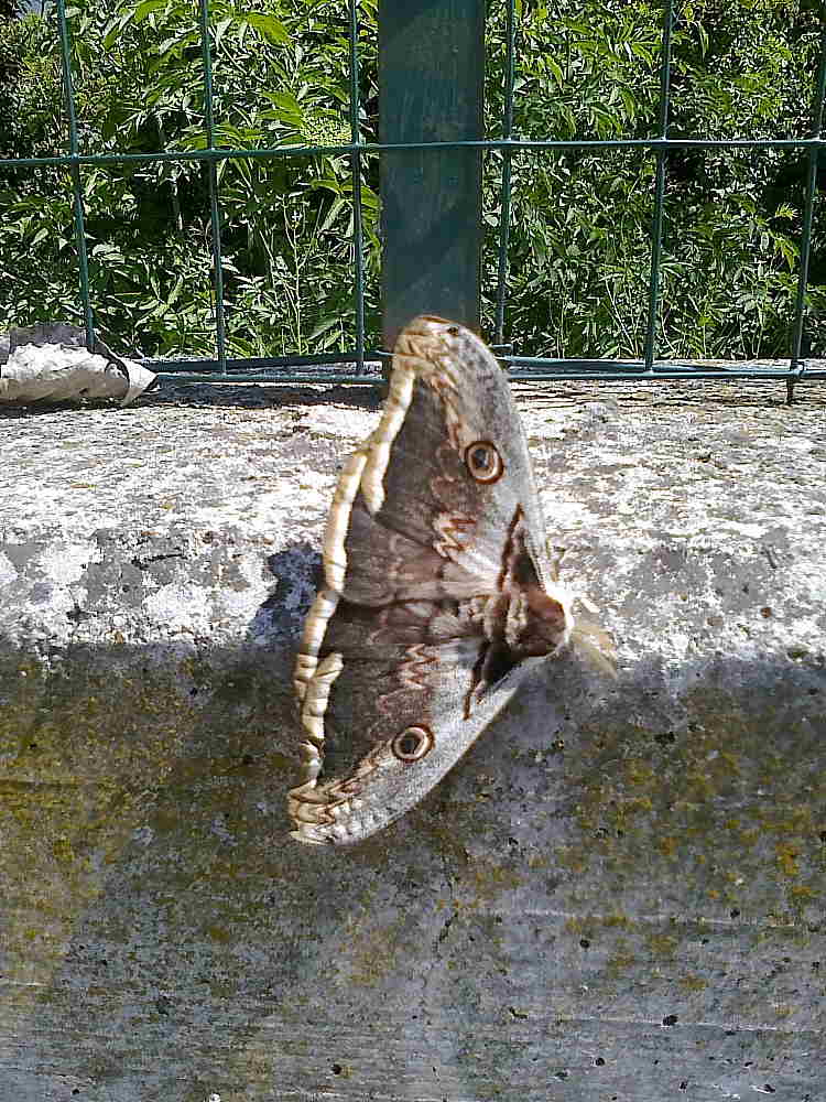 Saturnia pyri