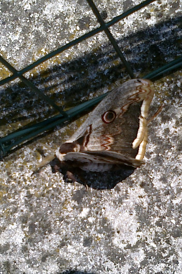 Saturnia pyri