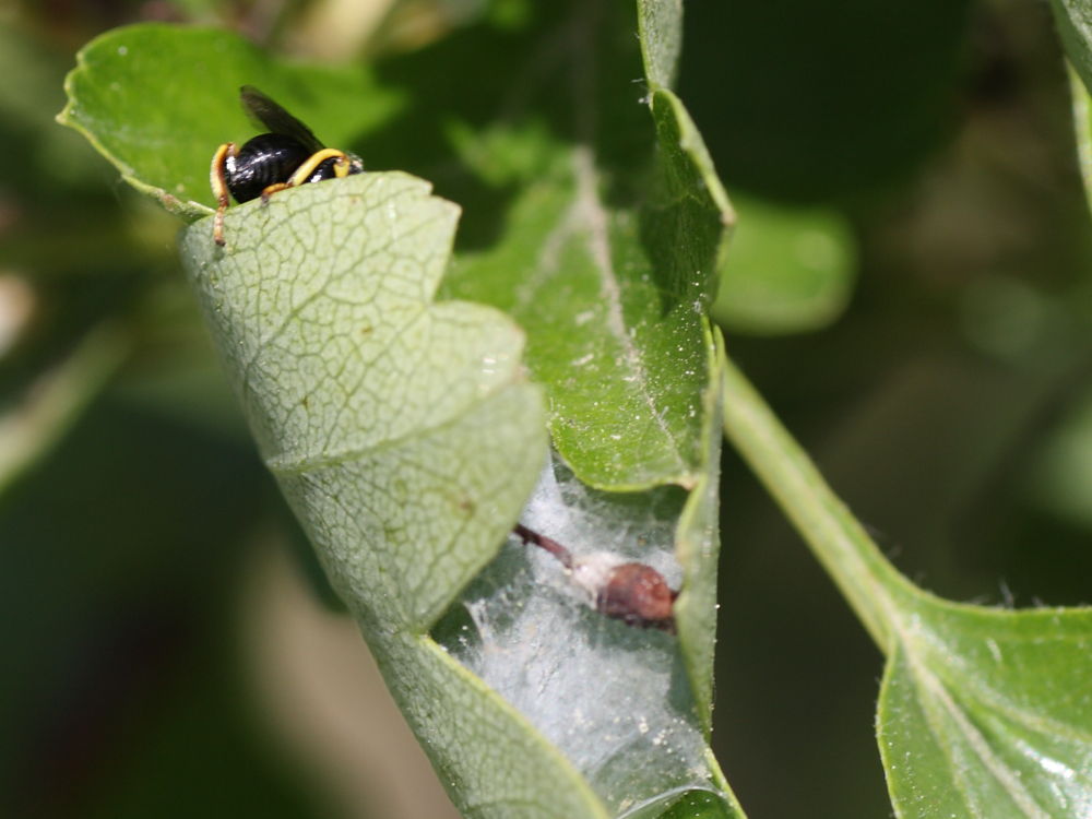Da identificare: Brachymeria cf. tibialis