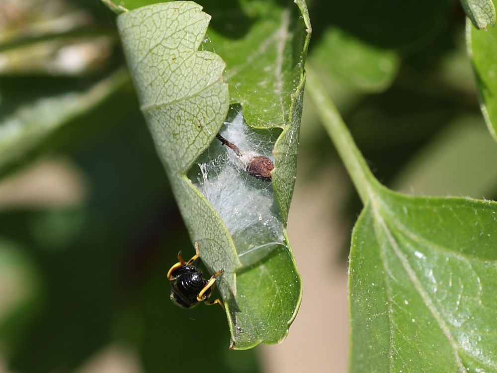 Da identificare: Brachymeria cf. tibialis