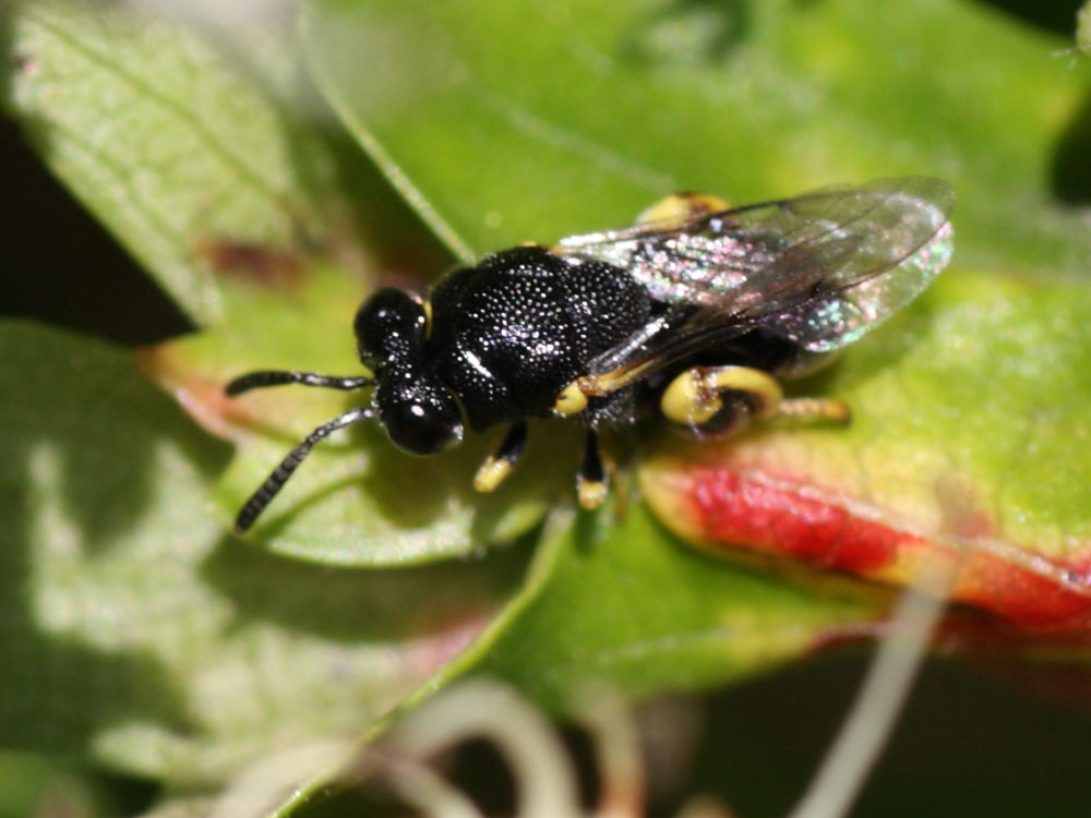Da identificare: Brachymeria cf. tibialis