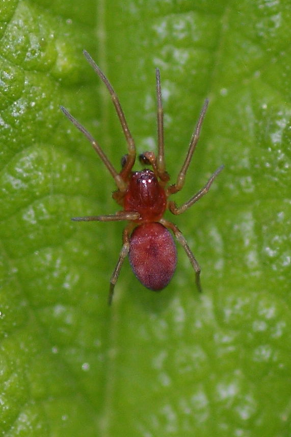 Nigma sp.