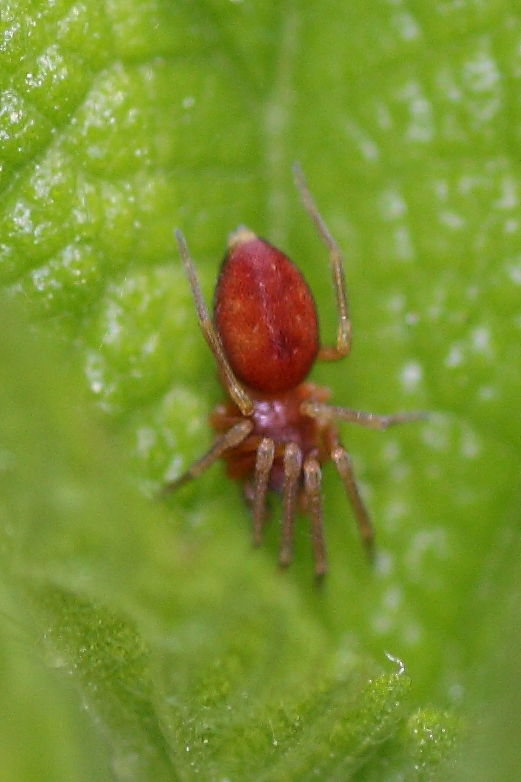 Nigma sp.