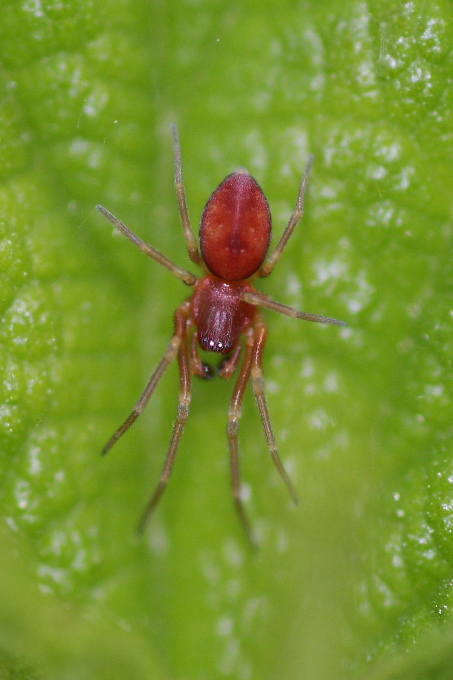 Nigma sp.