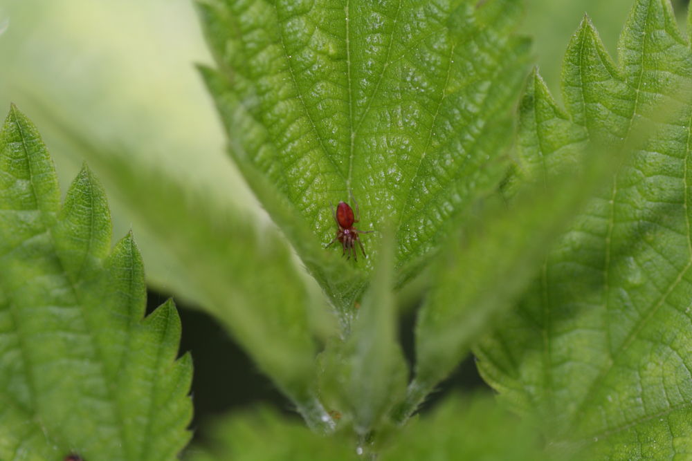 Nigma sp.
