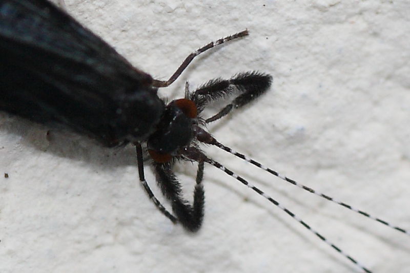 Mystacides azurea