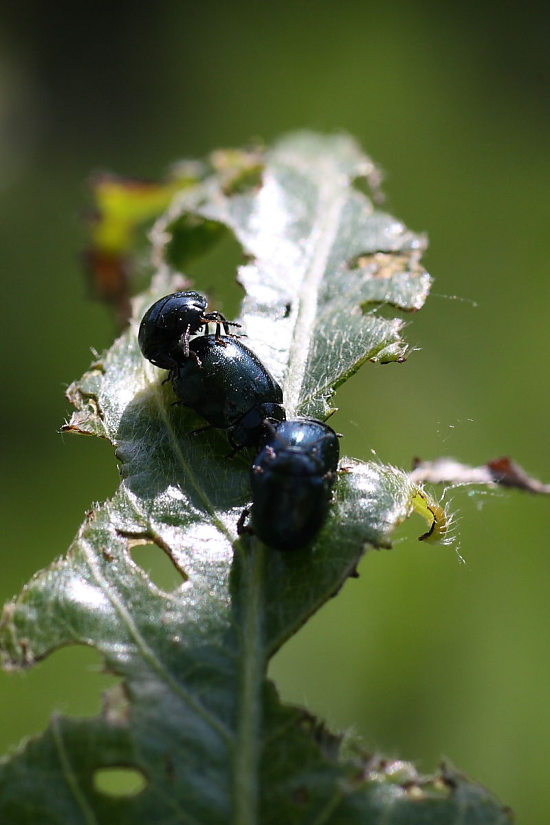 Da identificare: Plagiodera versicolora