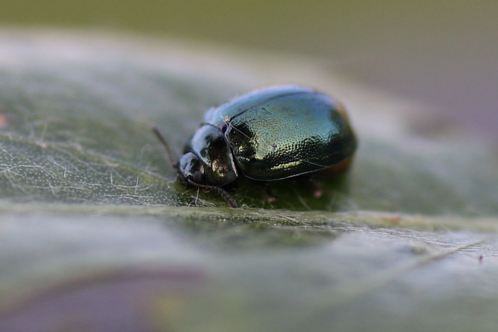 Da identificare: Plagiodera versicolora