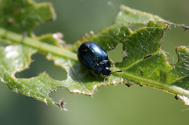 Da identificare: Plagiodera versicolora