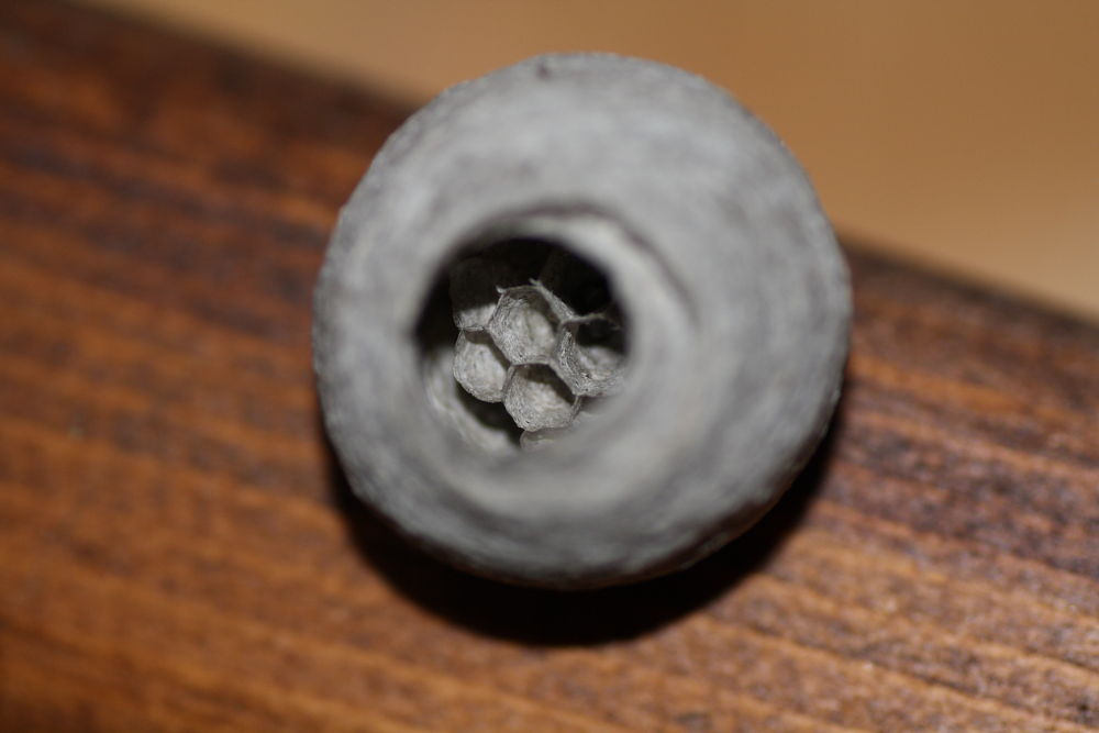 Nido di vespa (forse di dolichovespula)